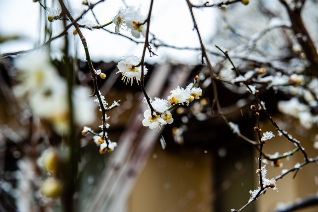 节回